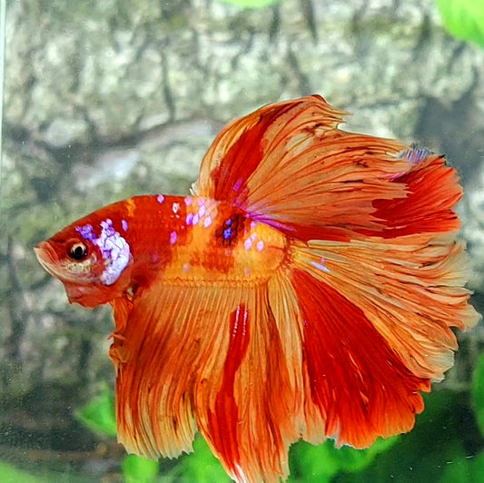 Nemo Fire Galaxy Rosetail Halfmoon Male