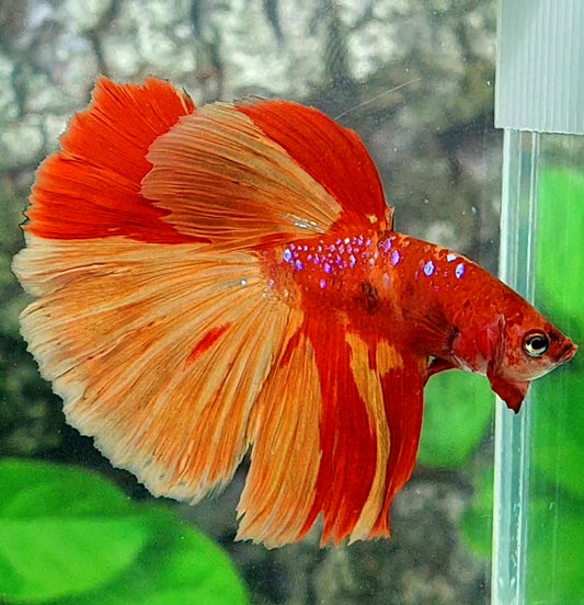 Nemo Koi Galaxy Halfmoon Male