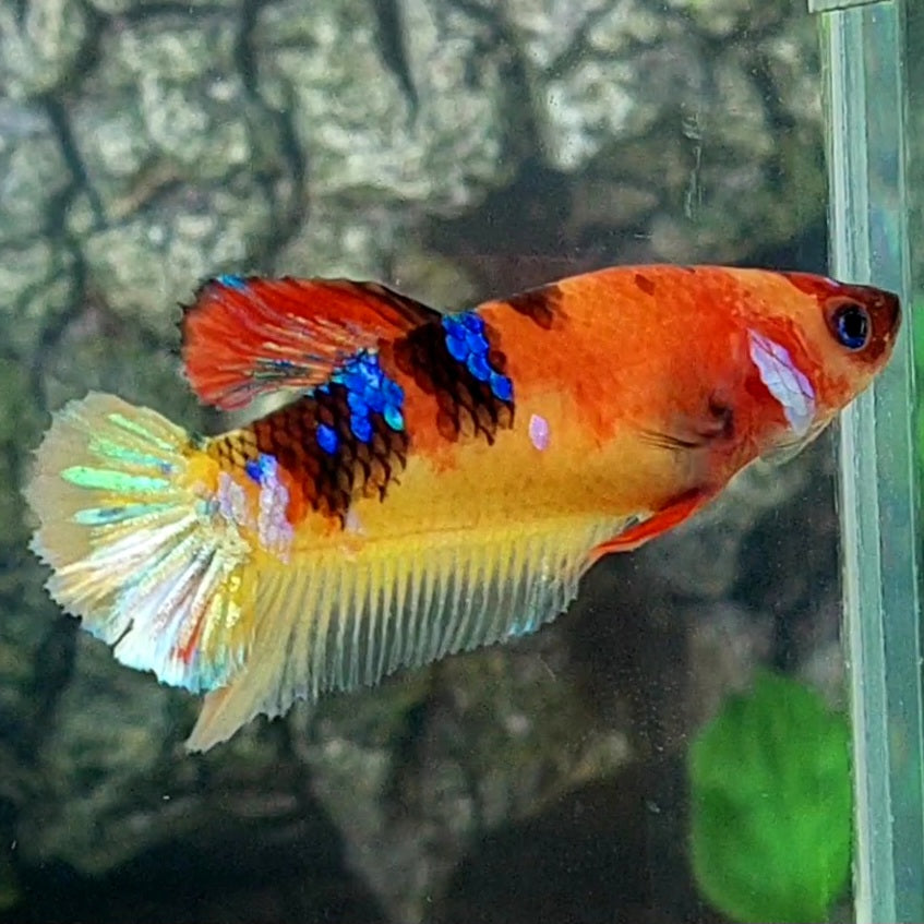 Multicolor Galaxy HMPK Female For Sorority Tank/Breed