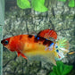 Multicolor Galaxy HMPK Female For Sorority Tank/Breed