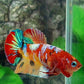 Multicolor Galaxy HMPK Female For Sorority Tank/Breed