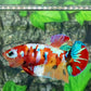 Multicolor Galaxy HMPK Female For Sorority Tank/Breed