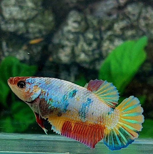 Multicolor HMPK Female For Sorority Tank/Breed