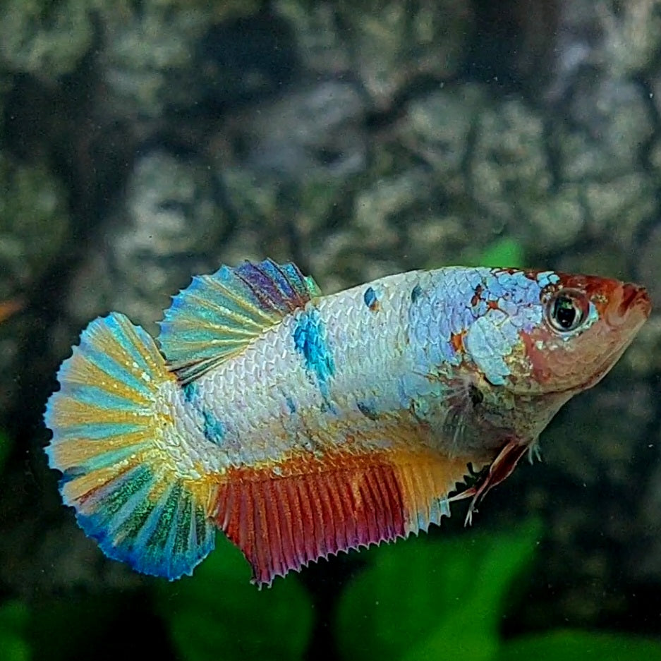 Multicolor HMPK Female For Sorority Tank/Breed