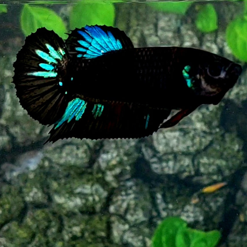 Black Turquoise Light HMPK Female For Sorority Tank/Breed