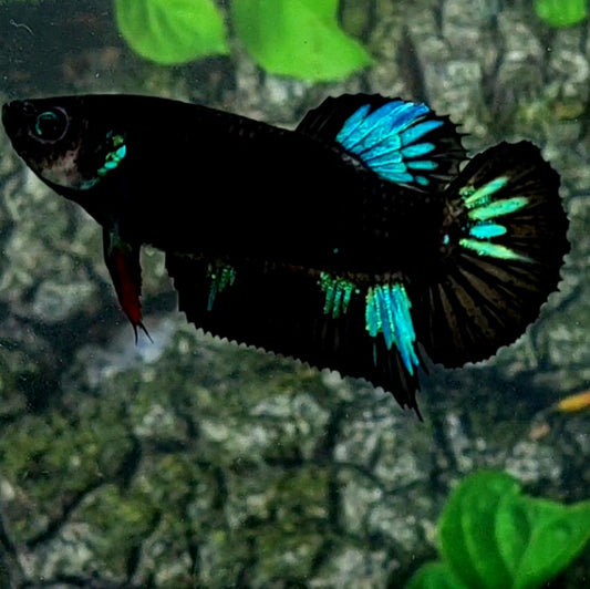 Black Turquoise Light HMPK Female For Sorority Tank/Breed