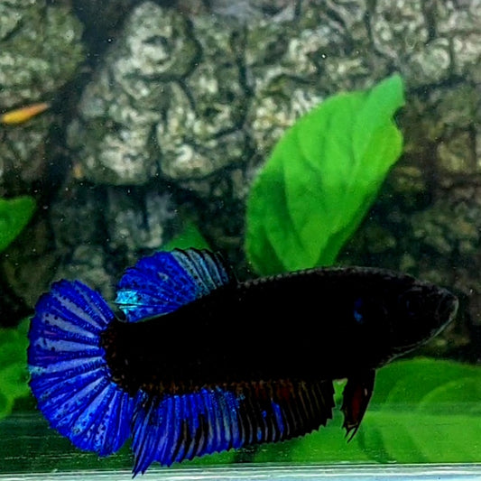 Black Blue Light HMPK Female For Sorority Tank/Breed