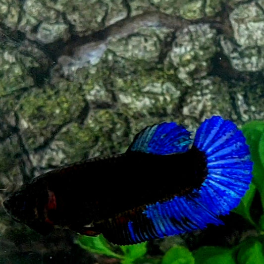 Black Blue Light HMPK Female For Sorority Tank/Breed