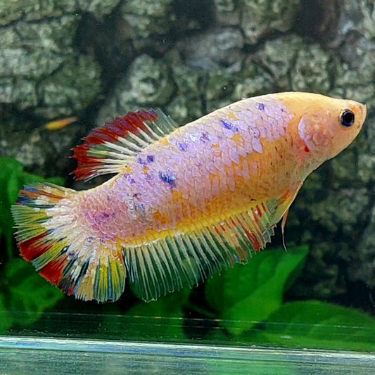 Fancy Pink Samurai HMPK GIGANTE hembra para hermandad de mujeres tanque/raza