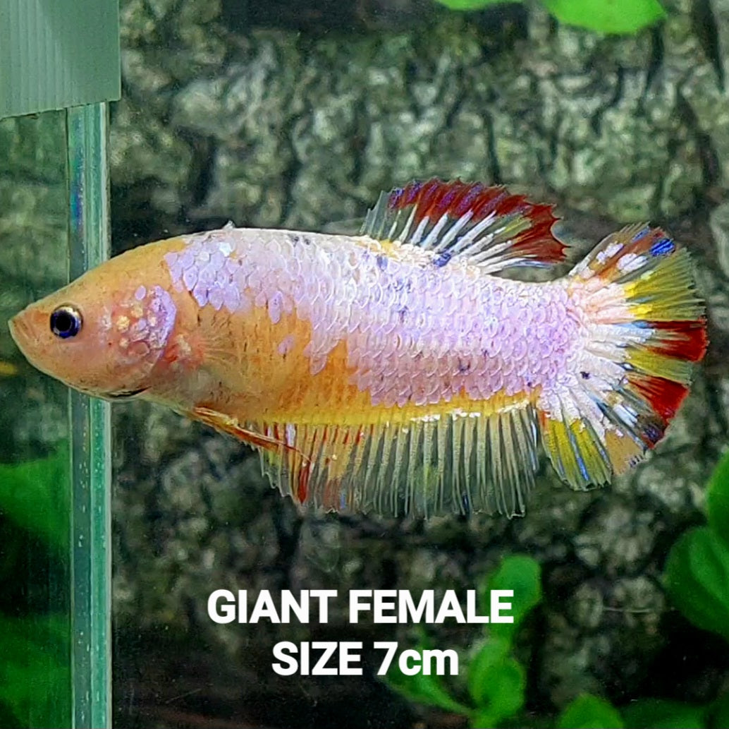 Pink Candy HMPK GIANT Female For Sorority Tank/Breed