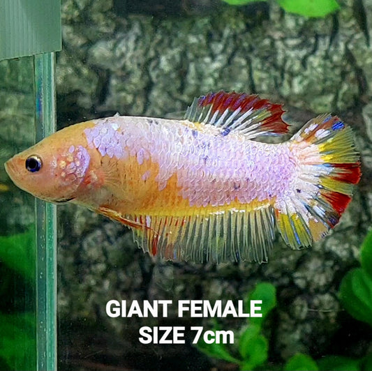 Fancy Pink Samurai HMPK GIGANTE hembra para hermandad de mujeres tanque/raza