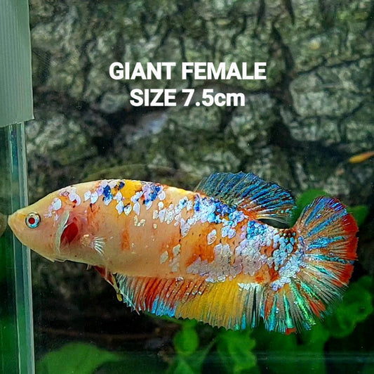 Fancy Pink Samurai HMPK GIGANTE hembra para hermandad de mujeres tanque/raza