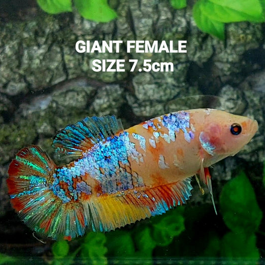 Fancy Pink Samurai HMPK GIGANTE hembra para hermandad de mujeres tanque/raza