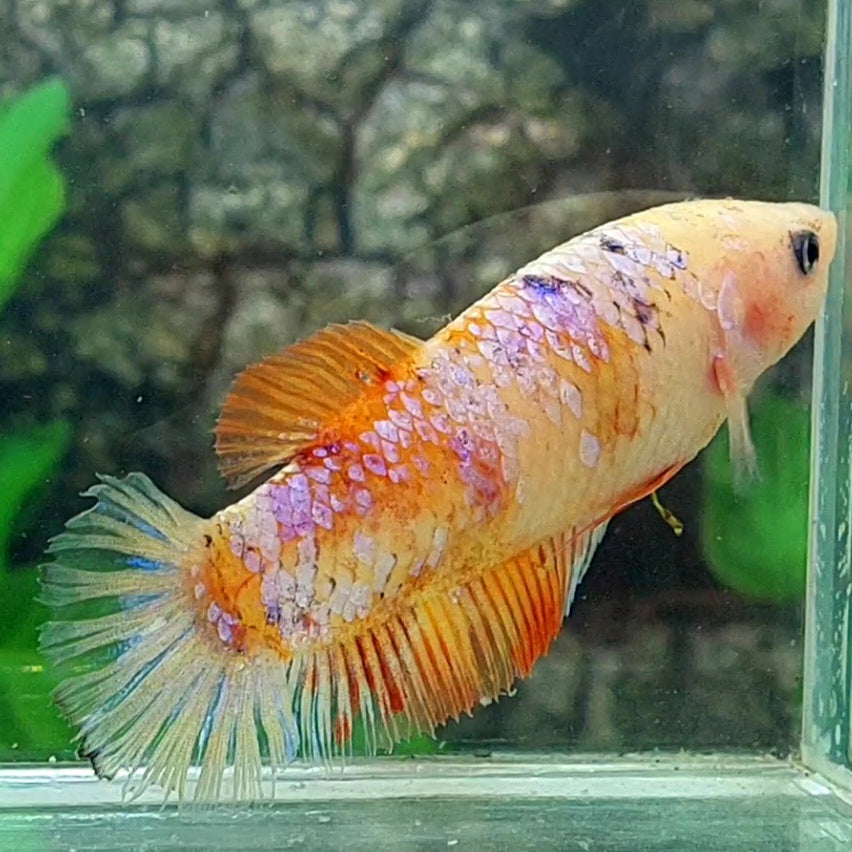 Fancy Pink Samurai HMPK GIGANTE hembra para hermandad de mujeres tanque/raza