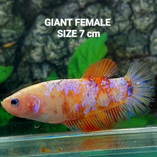 Fancy Pink Samurai HMPK GIGANTE hembra para hermandad de mujeres tanque/raza