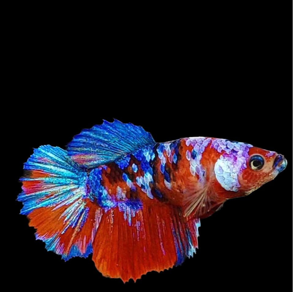 Multicolor Red Galaxy Halfmoon Female For Sorority Tank/Breed