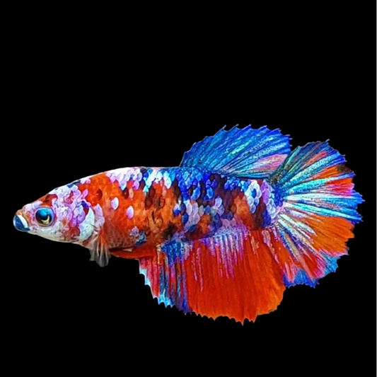 Multicolor Red Galaxy Halfmoon Female For Sorority Tank/Breed