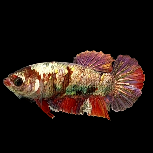 Koi Copper Purple Galaxy HMPK Female For Sorority Tank/Breed