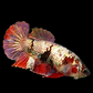 Koi Copper Purple Galaxy HMPK Female For Sorority Tank/Breed