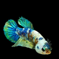 Yellow Galaxy White Turquoise HMPK Female For Sorority Tank/Breed