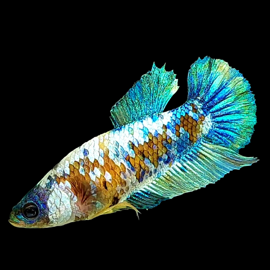 Yellow Galaxy White Turquoise HMPK Female For Sorority Tank/Breed