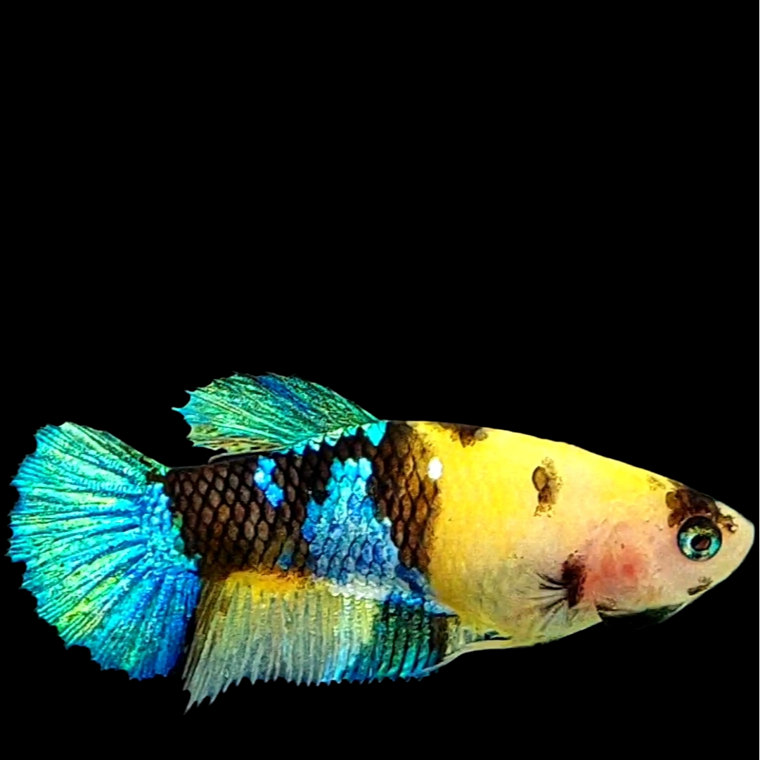 Yellow Galaxy Tiger HMPK Female For Sorority Tank/Breed