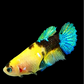 Yellow Galaxy Tiger HMPK Female For Sorority Tank/Breed