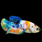 Multicolor Galaxy HMPK Female For Sorority Tank/Breed