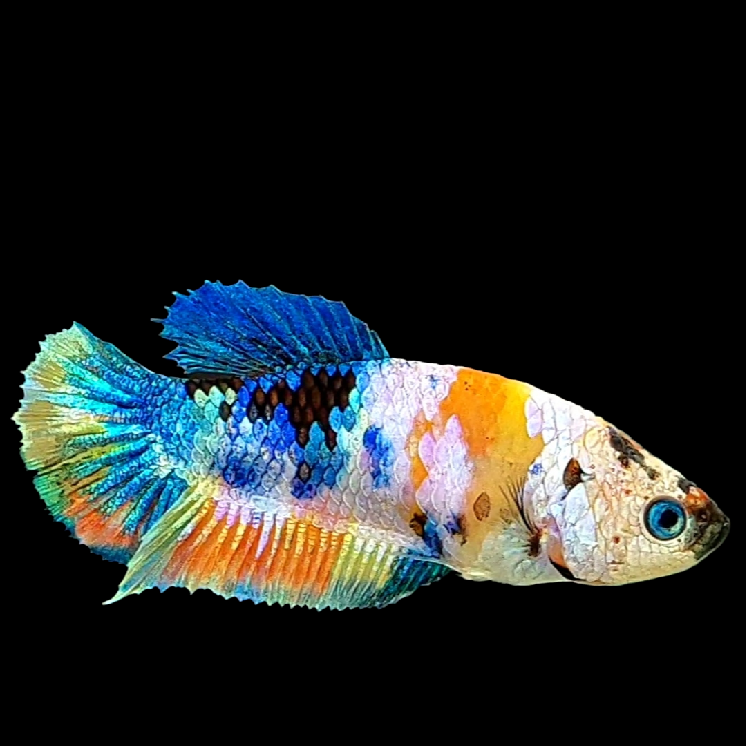 Multicolor Galaxy HMPK Female For Sorority Tank/Breed