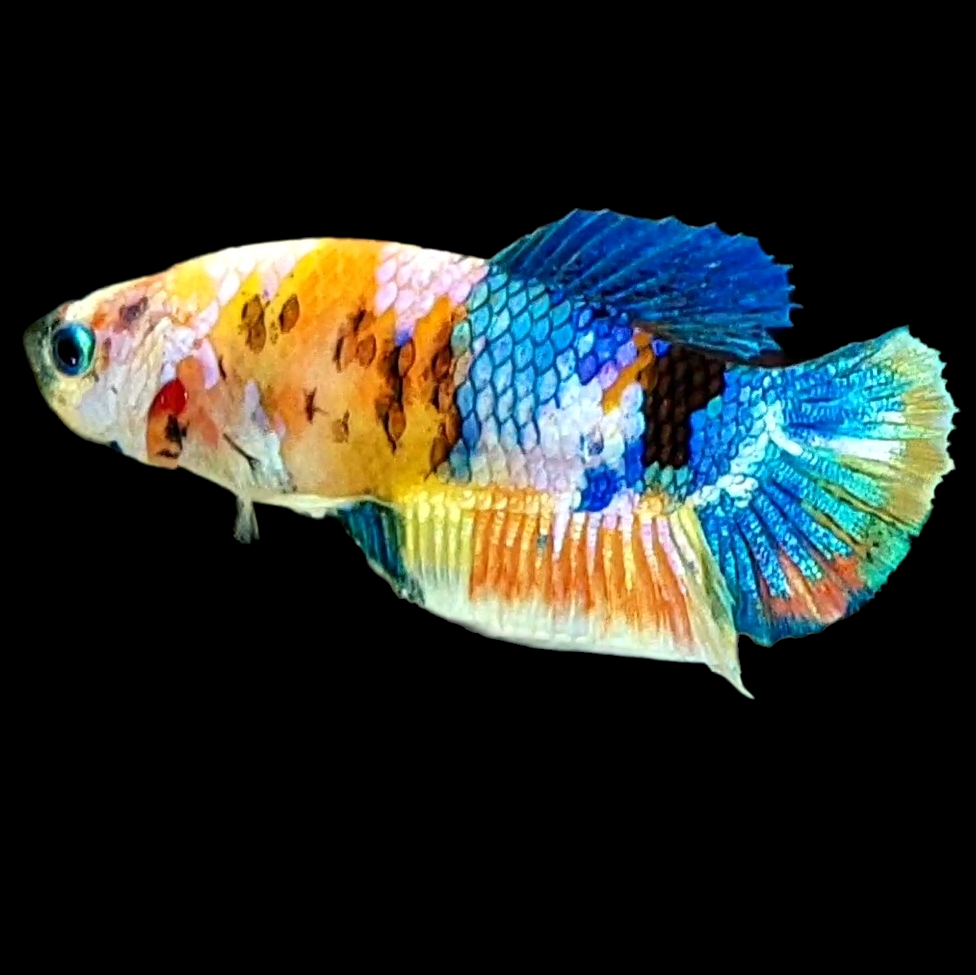 Multicolor Galaxy HMPK Female For Sorority Tank/Breed