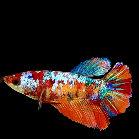 Multicolor Galaxy Halfmoon Female For Sorority Tank/Breed