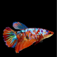 Multicolor Galaxy Halfmoon Female For Sorority Tank/Breed