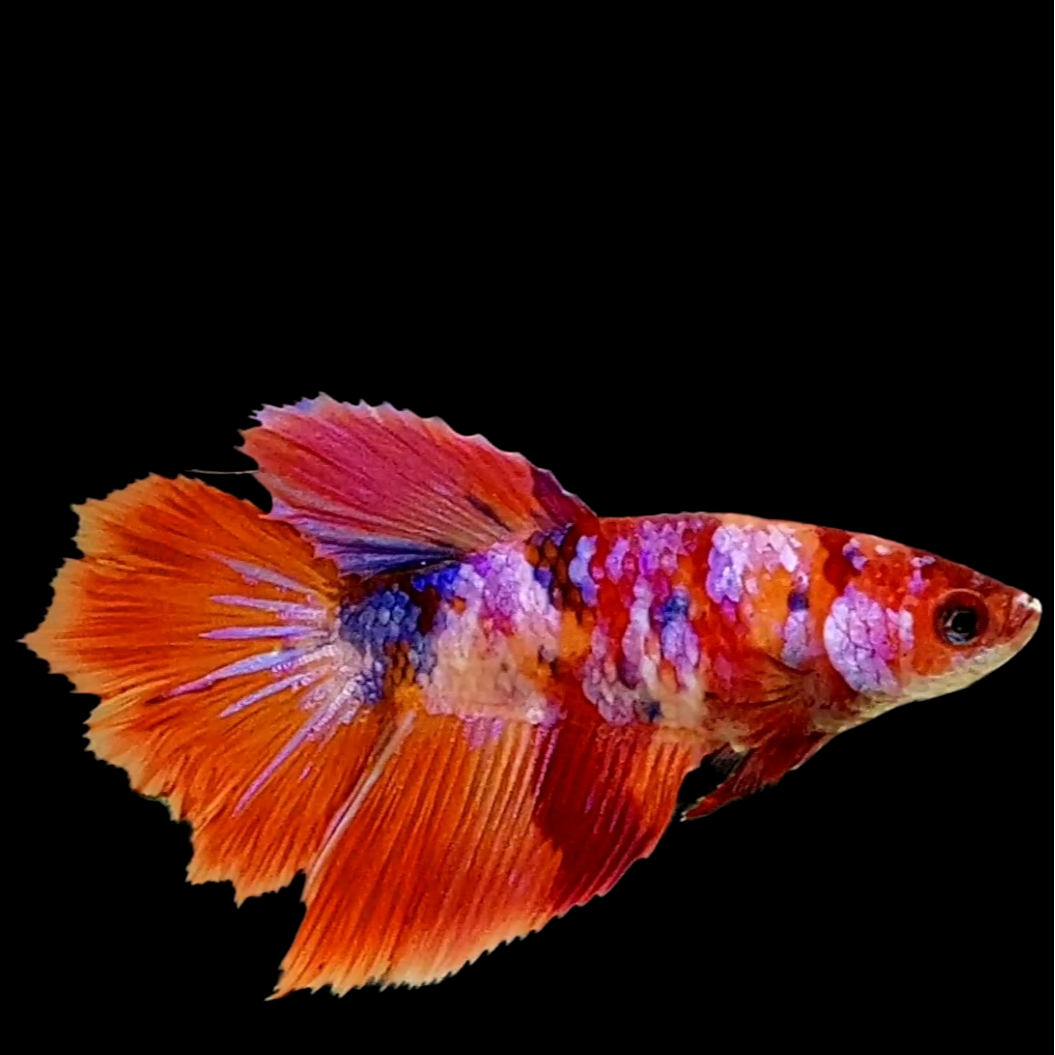 Multicolor Candy Galaxy Halfmoon Female For Sorority Tank/Breed