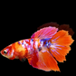 Multicolor Candy Galaxy Halfmoon Female For Sorority Tank/Breed