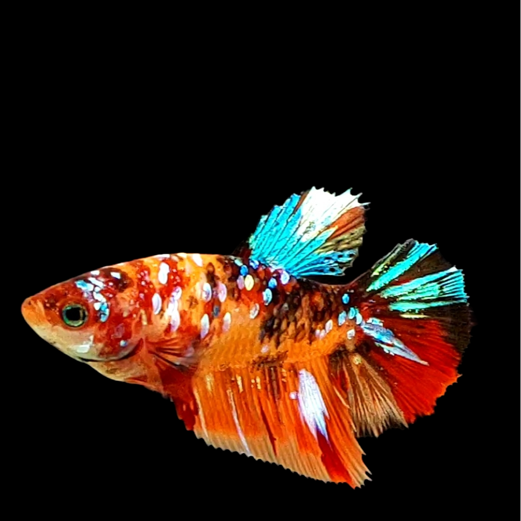 Multicolor Galaxy Halfmoon Female For Sorority Tank/Breed