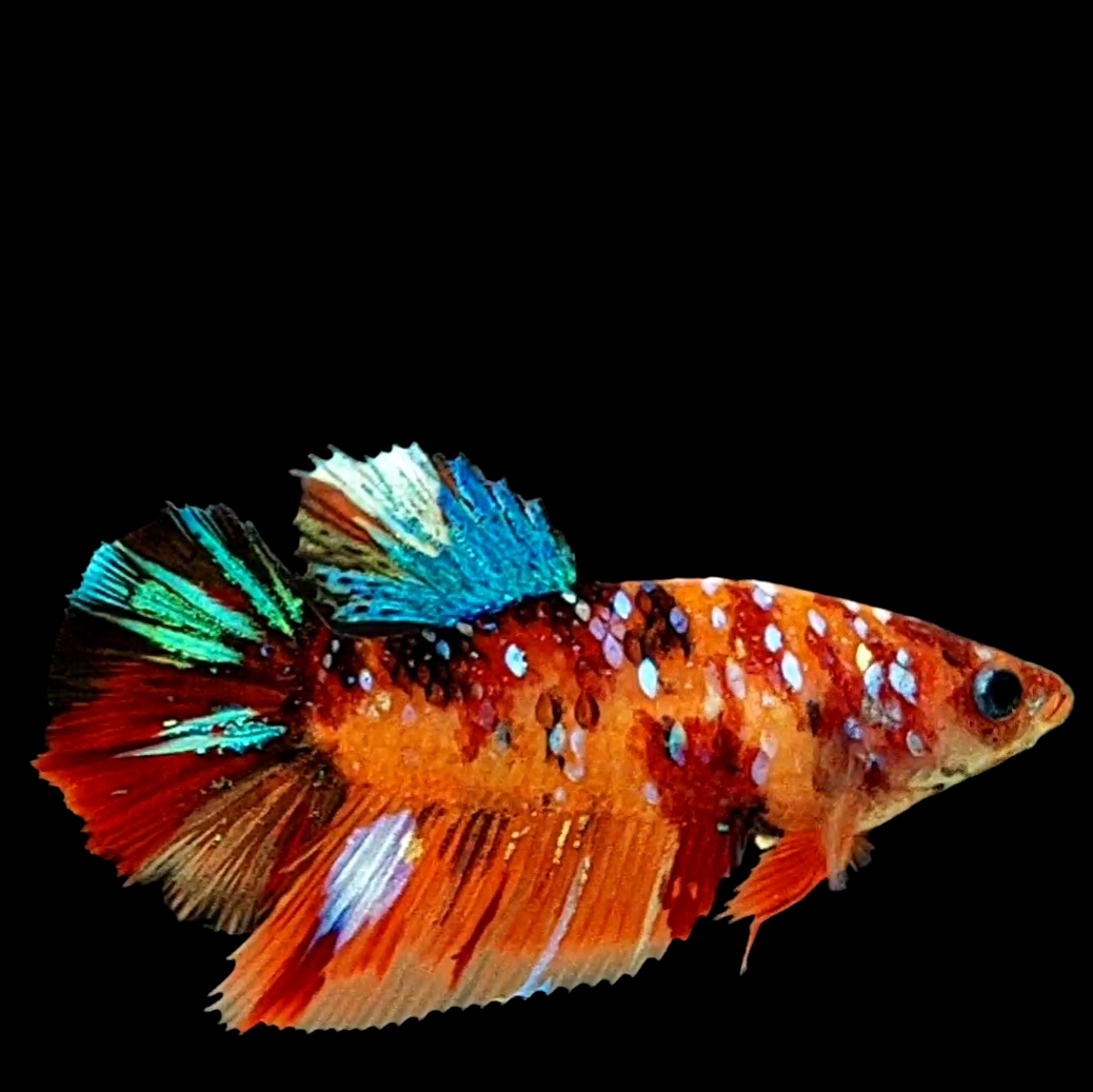 Multicolor Galaxy Halfmoon Female For Sorority Tank/Breed