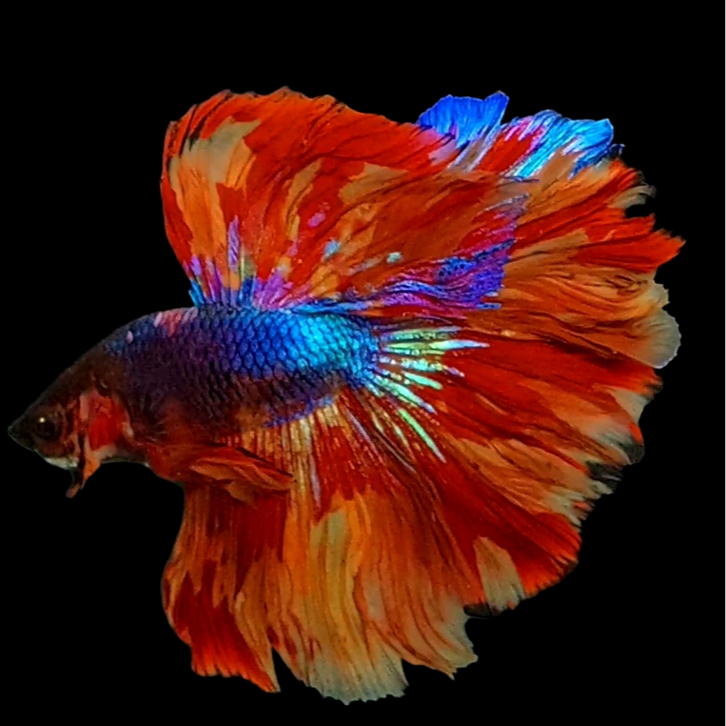 Multicolor Fire Candy Halfmoon Male