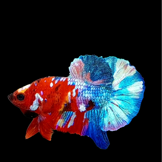 Multicolor Red Skyblue Galaxy HMPK Male