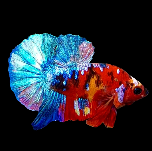 Multicolor Red Skyblue Galaxy HMPK Male