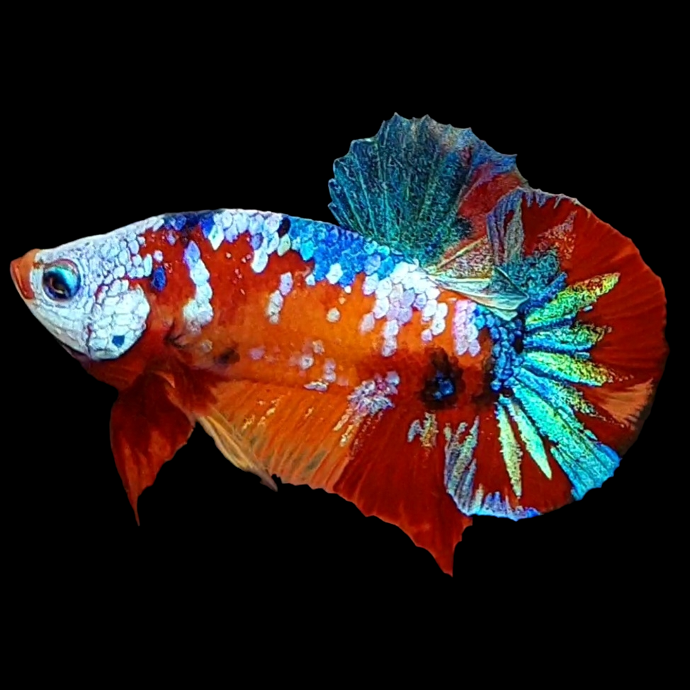 Multicolor Galaxy HMPK Male