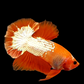 Orange White Copper Scale HMPK Male