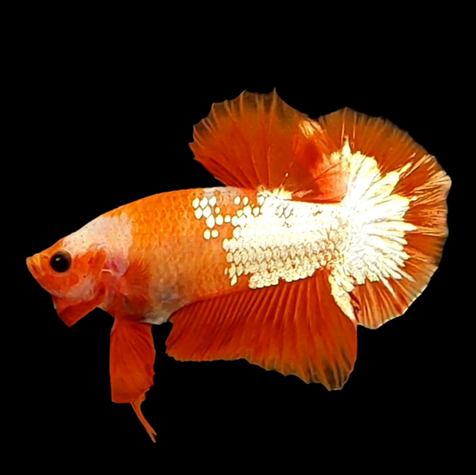 Orange White Copper Scale HMPK Male