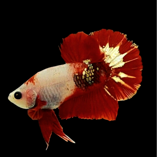 Half Koi Copper Gold Startail HMPK Male