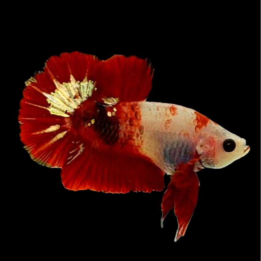 Half Koi Copper Gold Startail HMPK Male