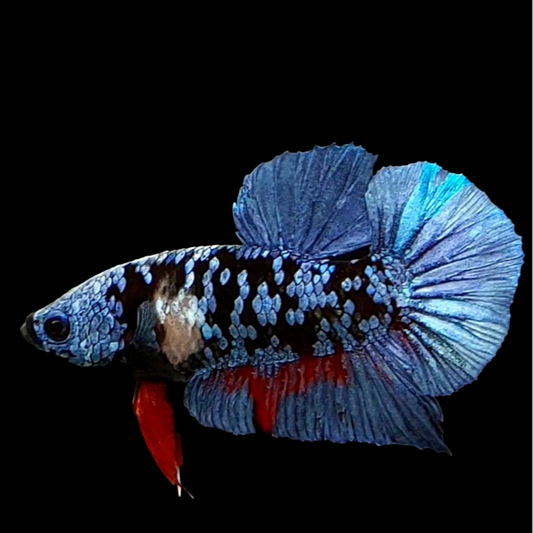 Black Star Avatar Grey HMPK Male