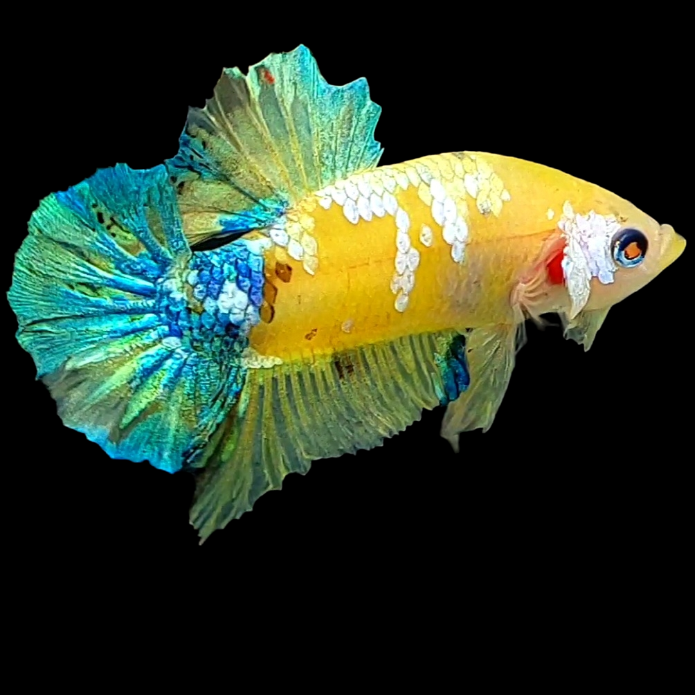 Yellow Galaxy Blue Green HMPK Male