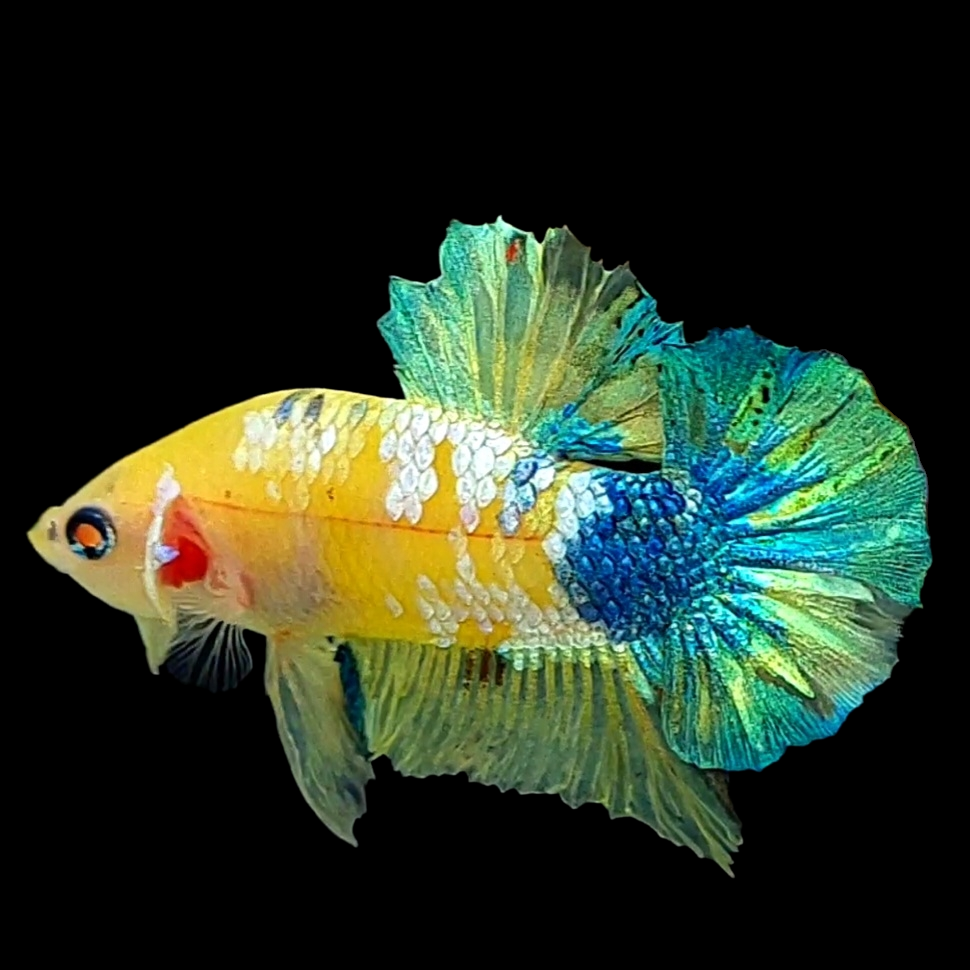 Yellow Galaxy Blue Green HMPK Male