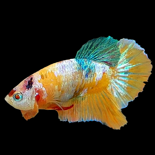 Multicolor Orange Galaxy HMPK Male