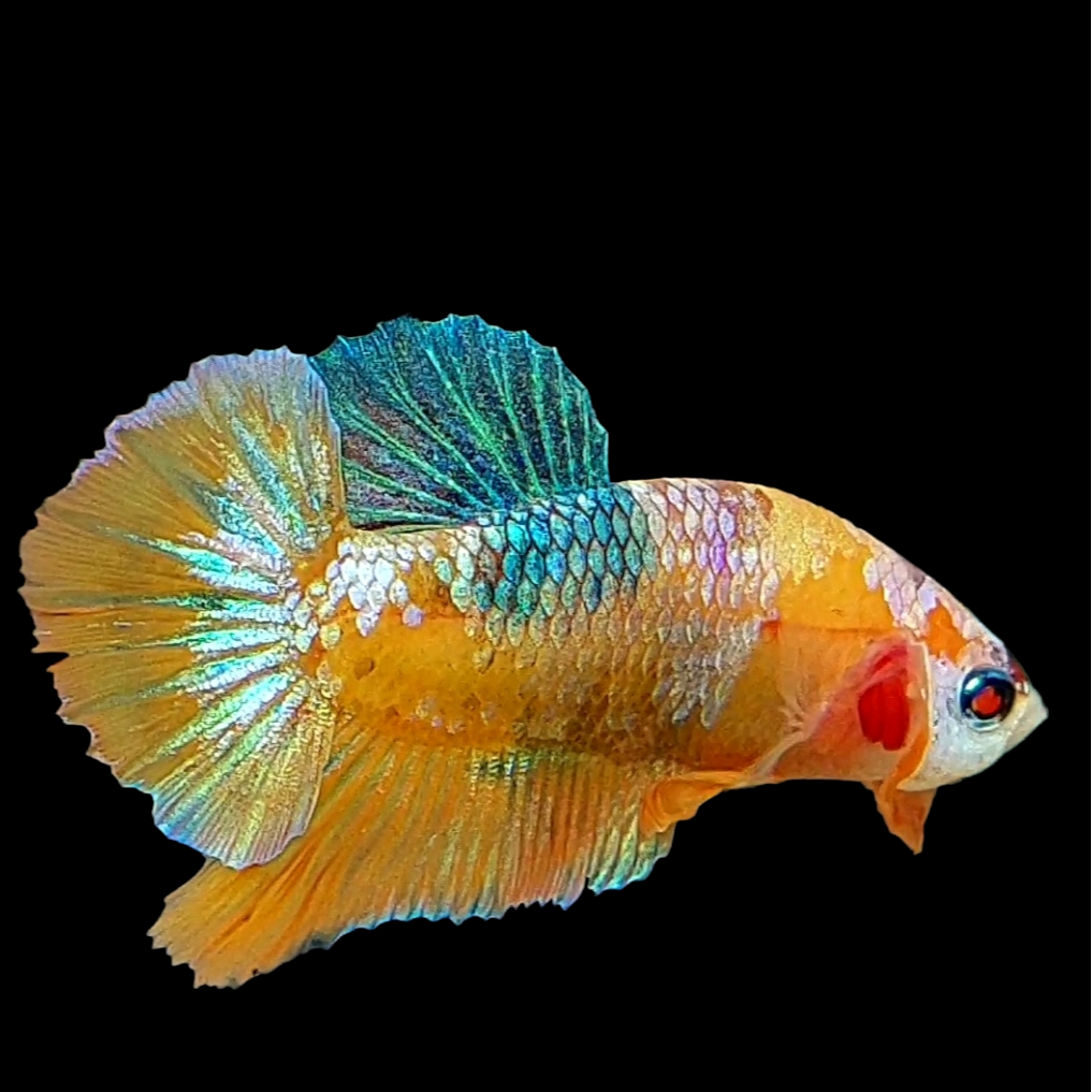 Multicolor Orange Galaxy HMPK Male