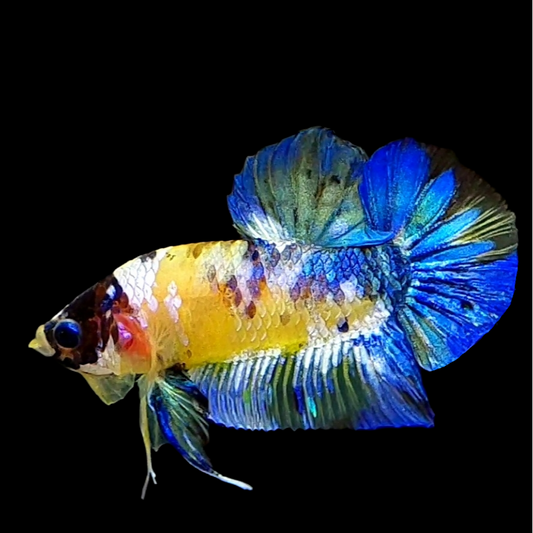 Yellow Galaxy Blue HMPK Male